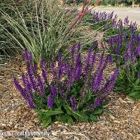 Salvia nemorosa ‘May Night’ (Meadow Sage)