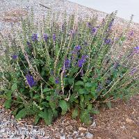 Salvia nemorosa ‘May Night’ (Meadow Sage)