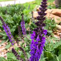 Salvia nemorosa ‘May Night’ (Meadow Sage)