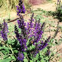 Salvia nemorosa ‘May Night’ (Meadow Sage)