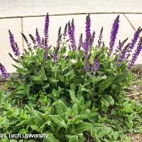 Salvia nemorosa ‘May Night’ (Meadow Sage)