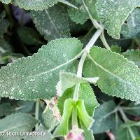 Salvia nemorosa ‘May Night’ (Meadow Sage)