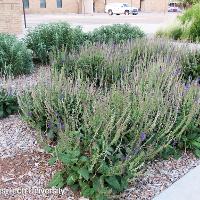 Salvia nemorosa ‘May Night’ (Meadow Sage)