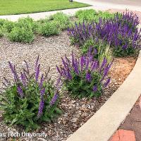 Salvia nemorosa ‘May Night’ (Meadow Sage)