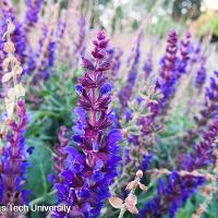 Salvia nemorosa ‘May Night’ (Meadow Sage)