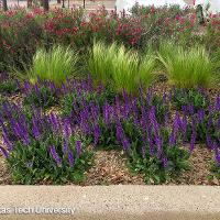 Salvia nemorosa ‘May Night’ (Meadow Sage)