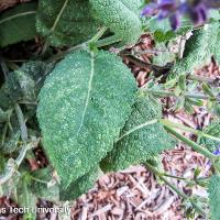 Salvia nemorosa ‘May Night’ (Meadow Sage)