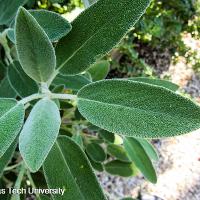 Salvia officinalis (Common Sage)