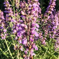 Salvia officinalis (Common Sage)