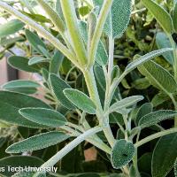 Salvia officinalis (Common Sage)