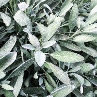 Salvia officinalis (Common Sage)