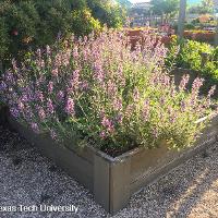 Salvia officinalis (Common Sage)