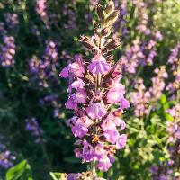 Salvia officinalis (Common Sage)