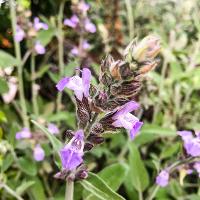 Salvia officinalis (Common Sage)