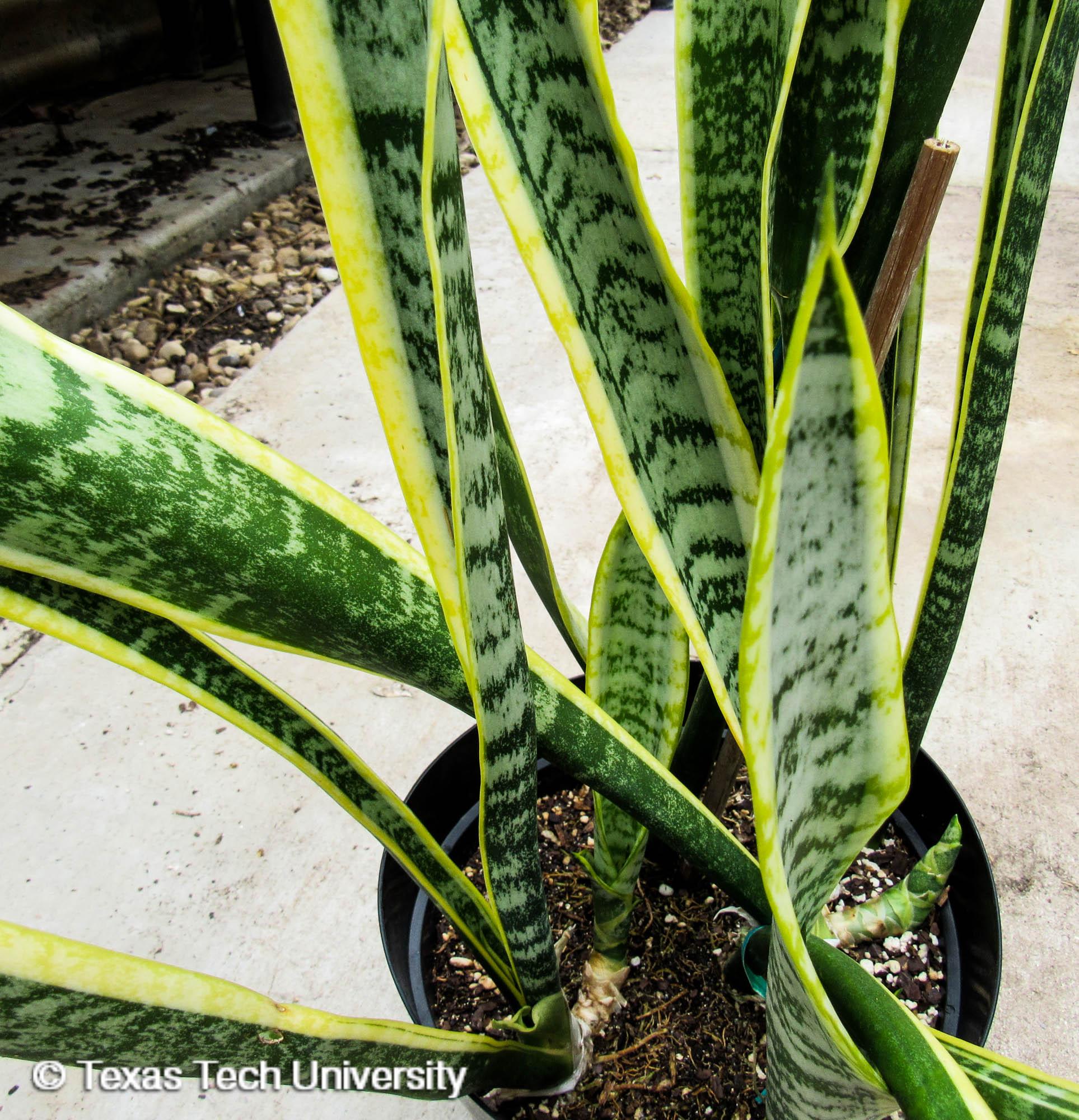 snake plant, mother-in-law's tongue | interior plant finder