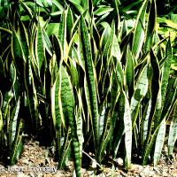 Sansevieria trifasciata (Snake Plant)