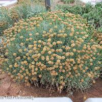 Santolina chamaecyparissus (Lavender Cotton)