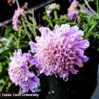 Scabiosa atropurpurea (Pincushion)