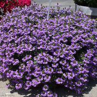 Scaevola aemula (Fan Flower)