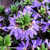 Scaevola aemula (Fan Flower)