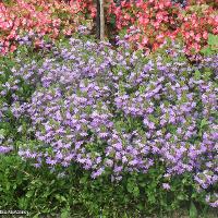 Scaevola aemula (Fan Flower)