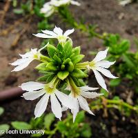 Scaevola aemula (Fan Flower)