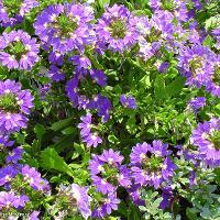 Scaevola aemula (Fan Flower)