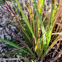 Schizachyrium scoparium (Little Bluestem)