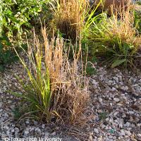 Schizachyrium scoparium (Little Bluestem)