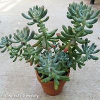 Sedum rubrotinctum (Jellybean)