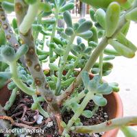 Sedum rubrotinctum (Jellybean)