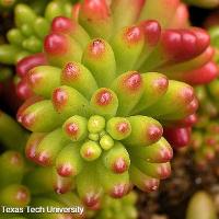 Sedum rubrotinctum (Jellybean)