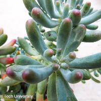 Sedum rubrotinctum (Jellybean)