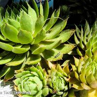 Sempervivum sp. (Hen and Chicks)