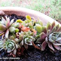 Sempervivum sp. (Hen and Chicks)