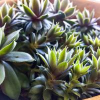 Sempervivum sp. (Hen and Chicks)