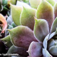 Sempervivum sp. (Hen and Chicks)