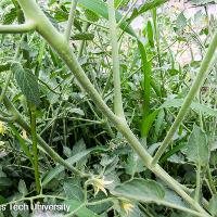 Solanum lycopersicum (Tomato)