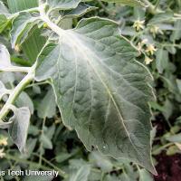 Solanum lycopersicum (Tomato)