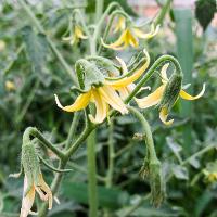 Solanum lycopersicum (Tomato)