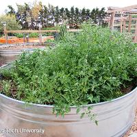 Solanum lycopersicum (Tomato)