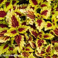 Solenostemon scutellarioides (Coleus)