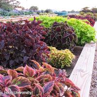 Solenostemon scutellarioides (Coleus)