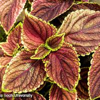 Solenostemon scutellarioides (Coleus)