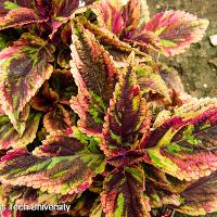 Solenostemon scutellarioides (Coleus)