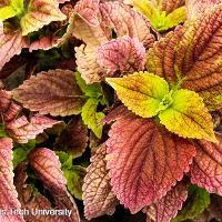 Solenostemon scutellarioides (Coleus)