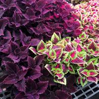 Solenostemon scutellarioides (Coleus)