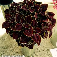 Solenostemon scutellarioides (Coleus)