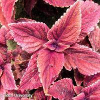 Solenostemon scutellarioides (Coleus)