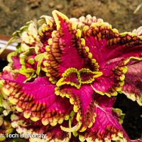 Solenostemon scutellarioides (Coleus)